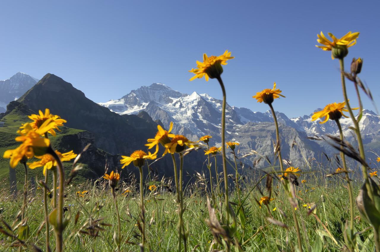 Pasta&More Bed&Breakfast Wengen Esterno foto